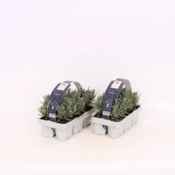 Lavandula/Lavender Angustifolia 6 Pack