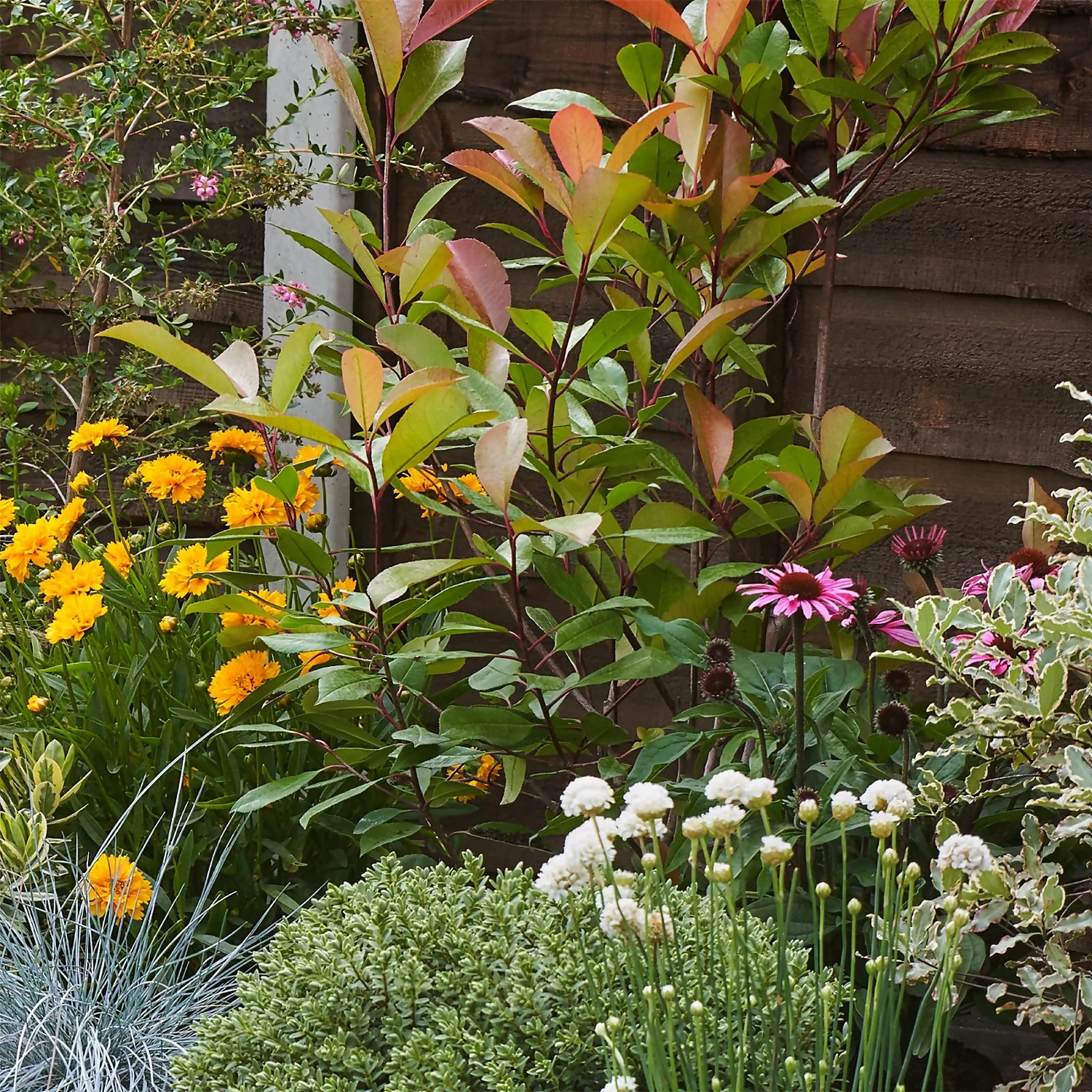 Sunny Border Collection - 10m X 90cm - Image 6