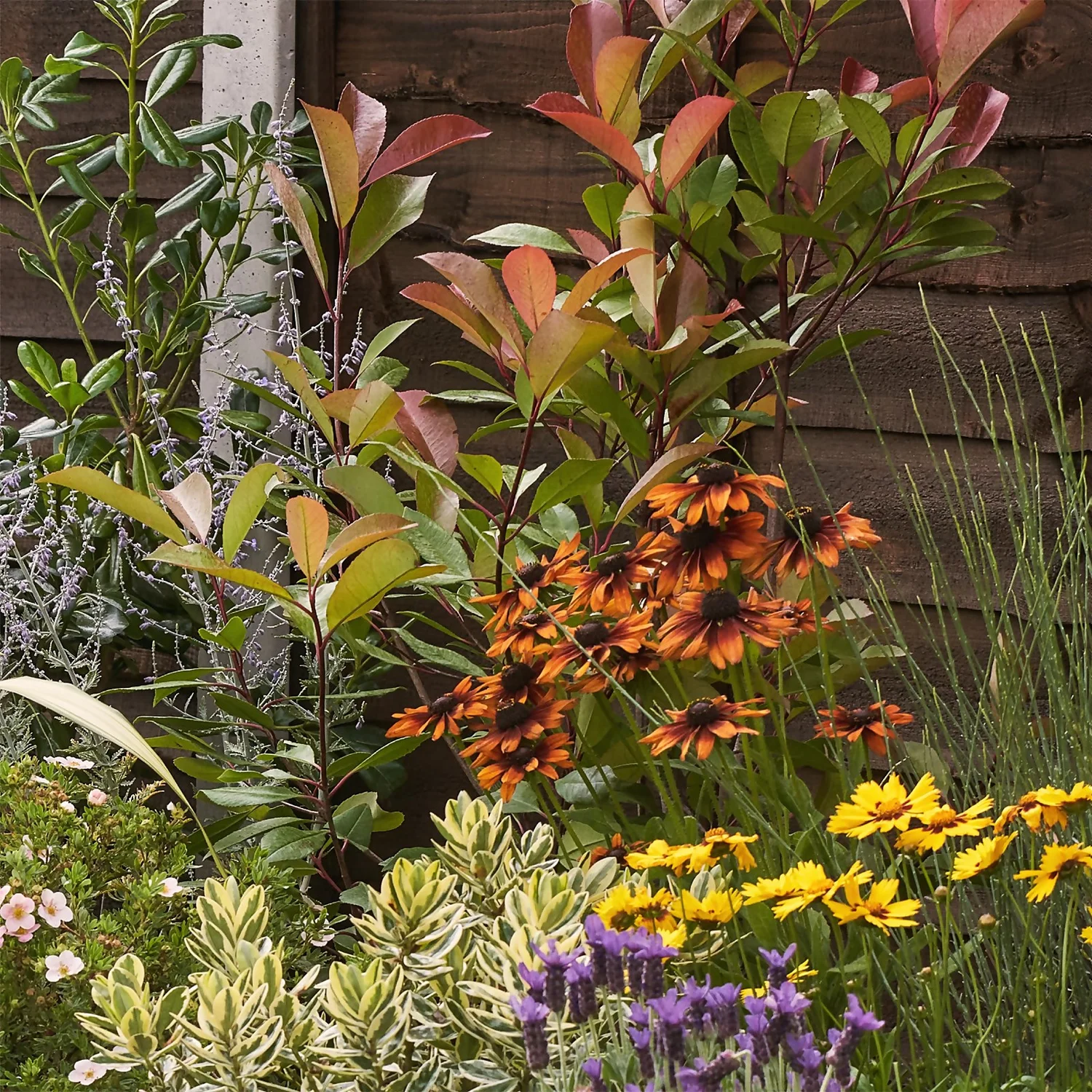 Mediterranean Border Collection - 6m X 60cm - Image 6