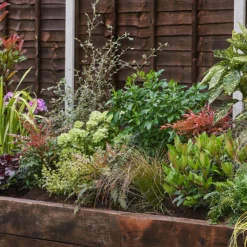 Evergreen Border 7m X 40cm