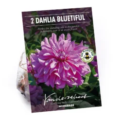 None Decorative Dahlia Bluetifull Flower Bulbs