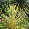 None Cordyline Dazzler 10L