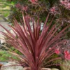 None Cordyline Red Star 10L