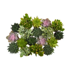 None Succulents Mix In 8.5cm Pot