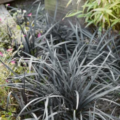 None Ophiopogon Nigrescens 14cm