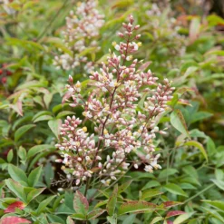 Nandina Mix Heavenly Bamboo 17cm