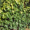Pittosporum Tenuifolium Mix 19cm