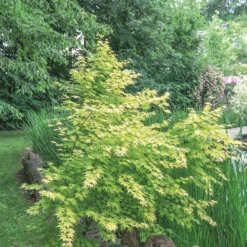 Acer Palmatum Mix 15L