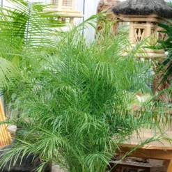 Phoenix Canariensis 28L