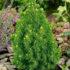 Picea Glauca Conica 23cm 70-80cm