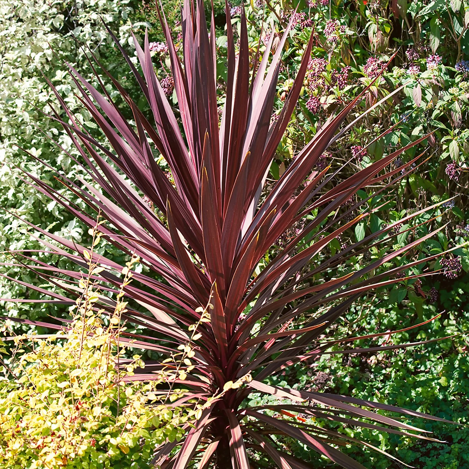 Cordyline Australis Red Star 17cm
