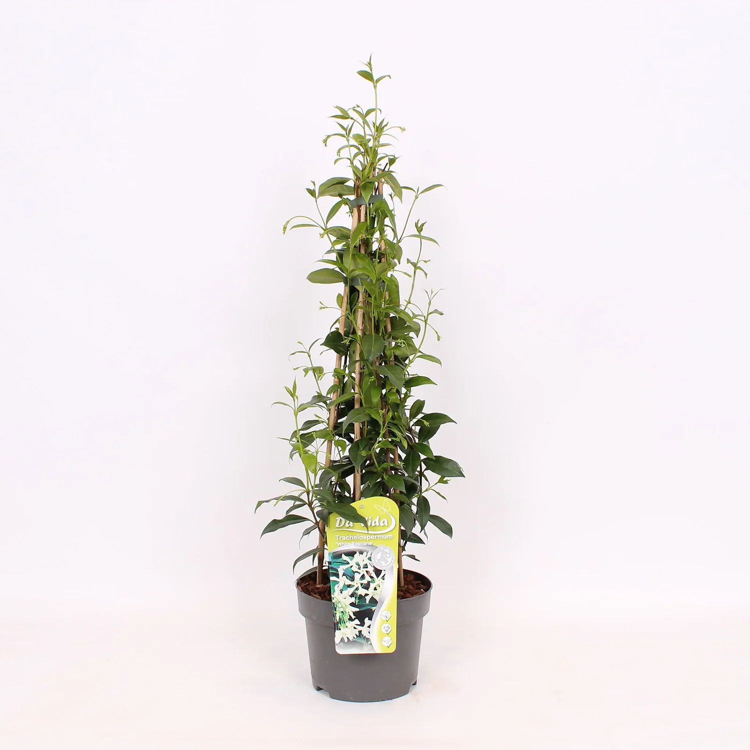 Trachelospermum Jasminoides White Wings 19cm 4-Cane 60cm