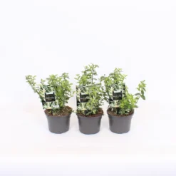 Euonymus Fortunei Harlequin 13cm