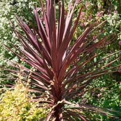 Cordyline Australis Red 17cm