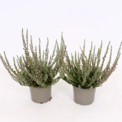 Calluna Vulgaris Mix - 9cm