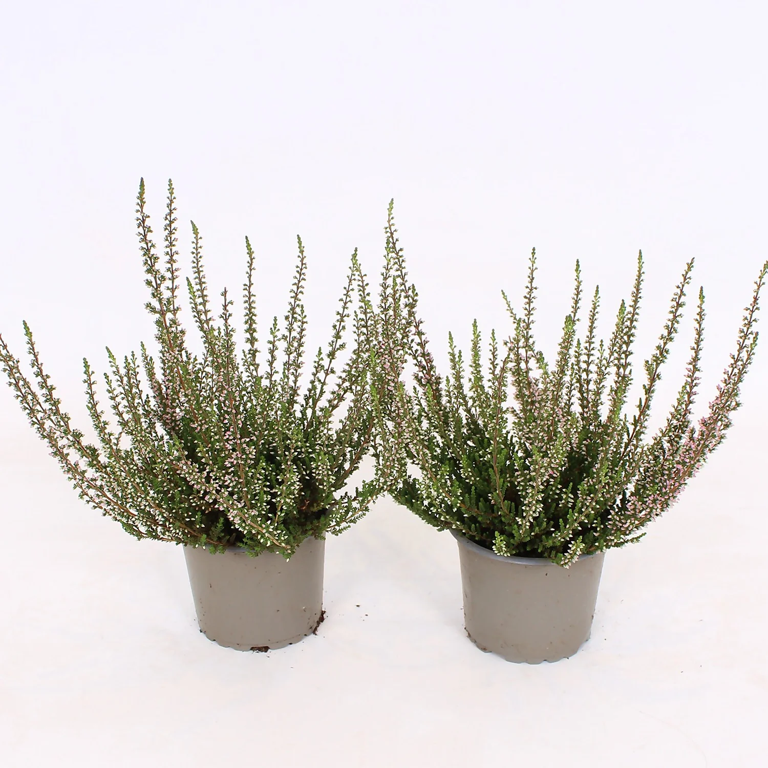 Calluna Vulgaris Mix - 9cm