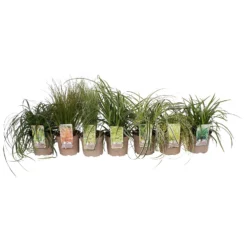 Grass Carex Mix 19cm