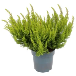 Erica Alberts Gold House Plant - 12cm
