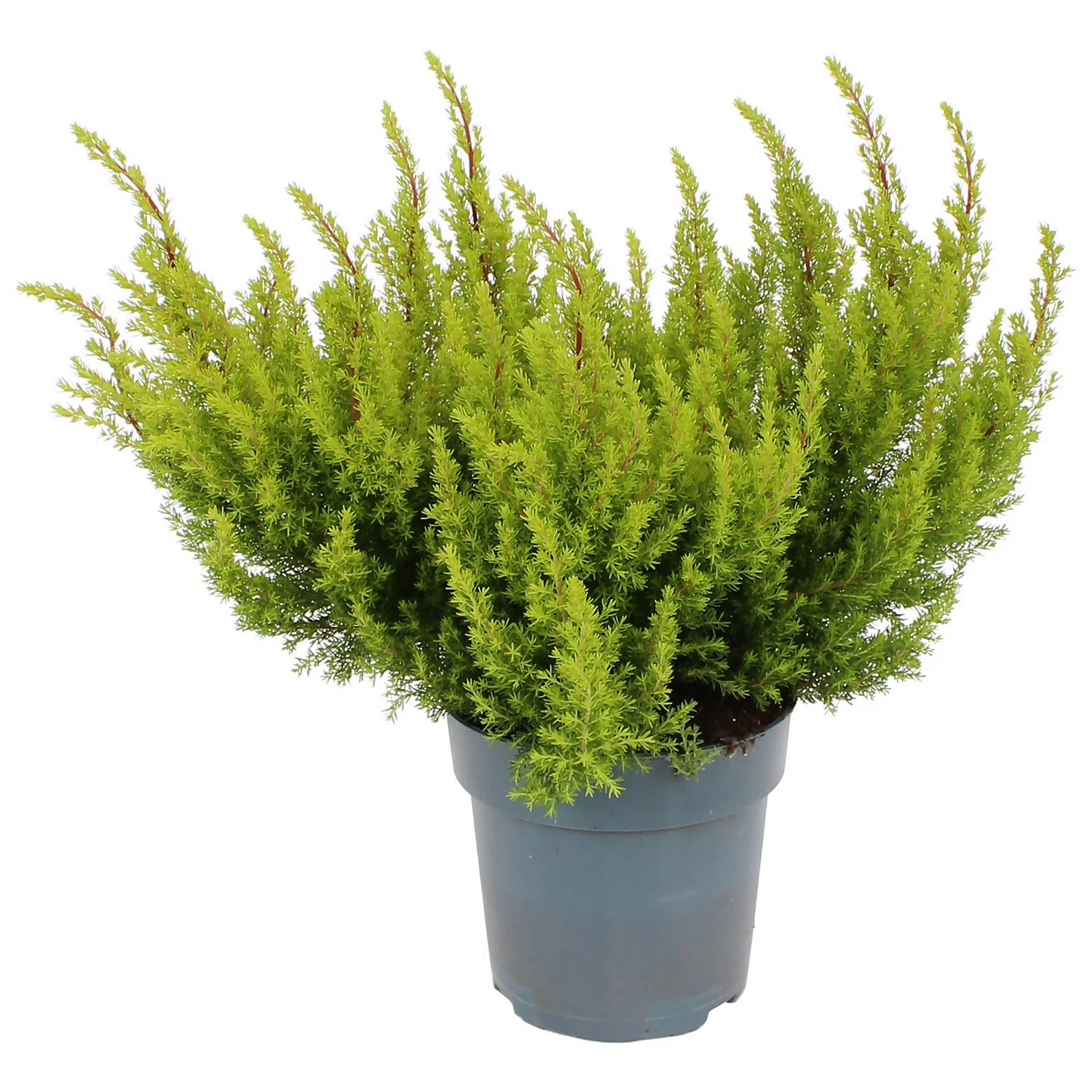 Erica Alberts Gold House Plant - 12cm
