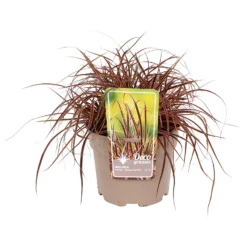 Grass Uncinia Everflame 19cm