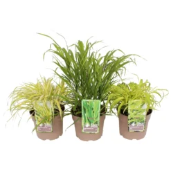 Grass Hakonechola Mix 19cm