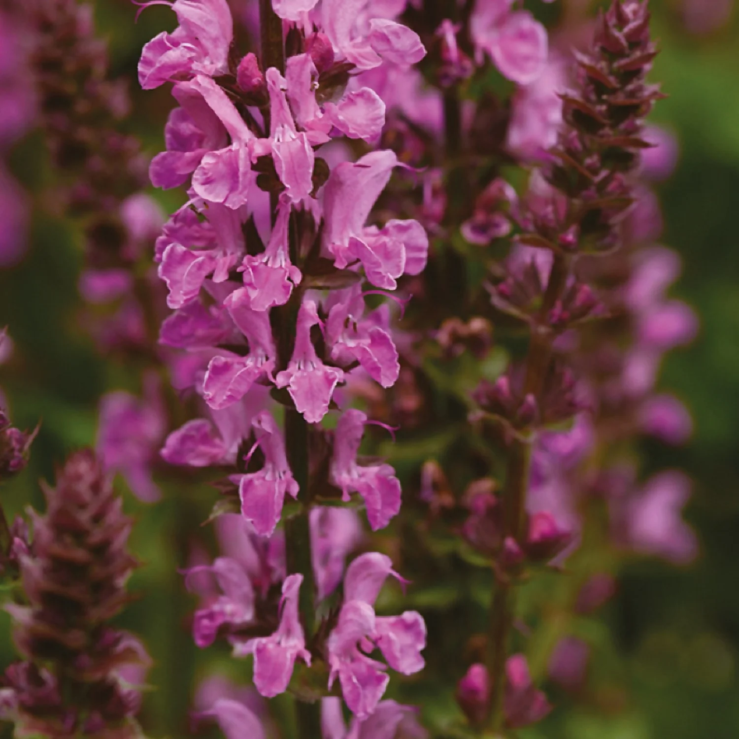 Salvia Marvel Mix 3L - Image 2