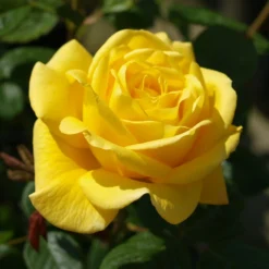 Rose Shrub Yellow Mix 4.5L