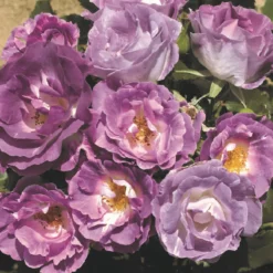 Rose Shrub Purple Mix 4.5L