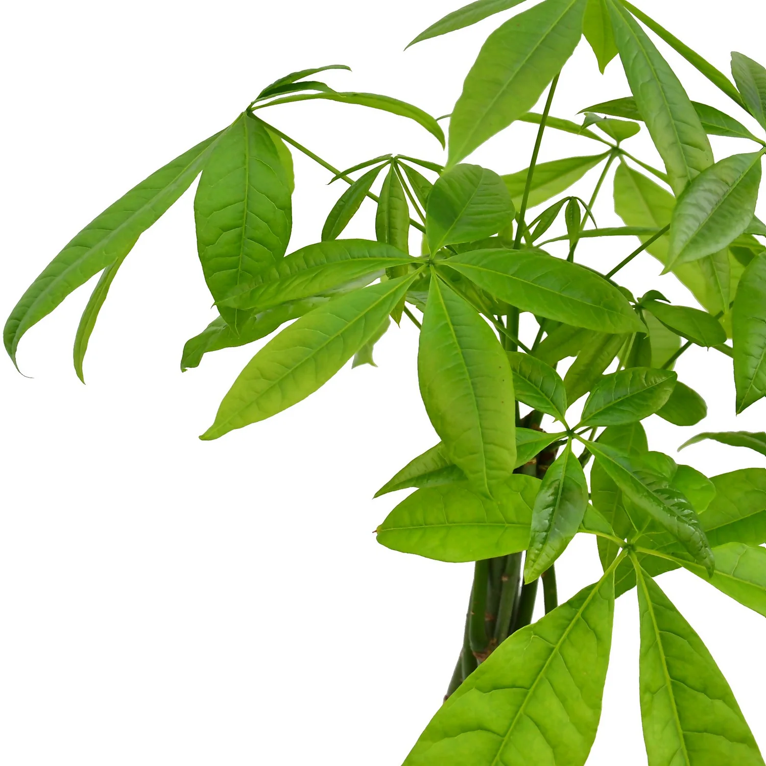 None Pachira Aquatica (Money Tree) - 17cm - Image 2