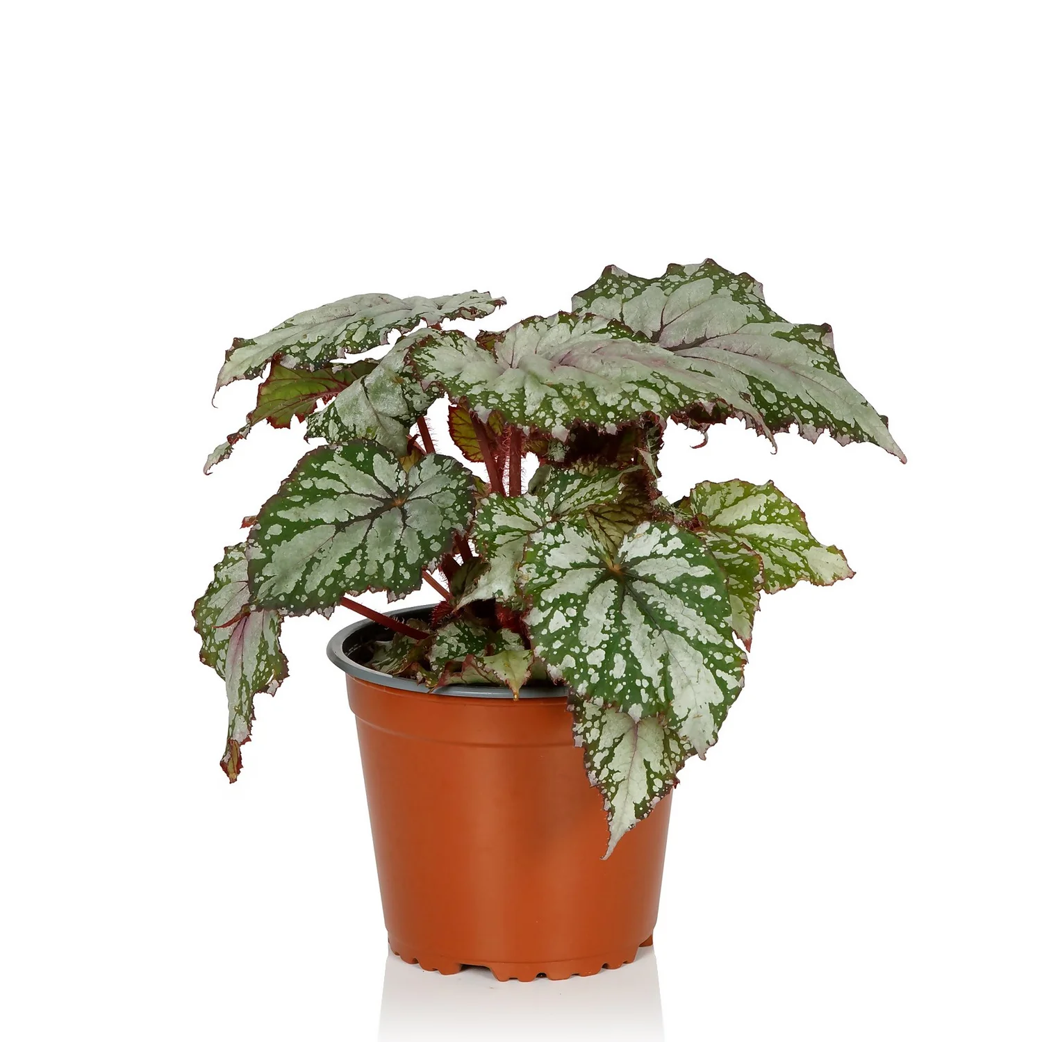 Begonia Beleaf - 13cm - Image 5