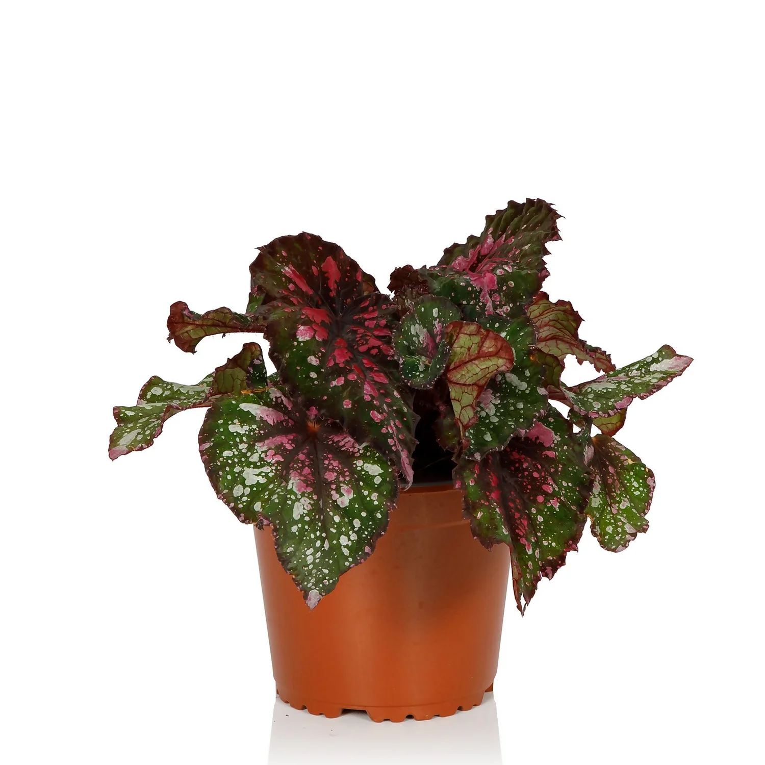 Begonia Beleaf - 13cm - Image 3