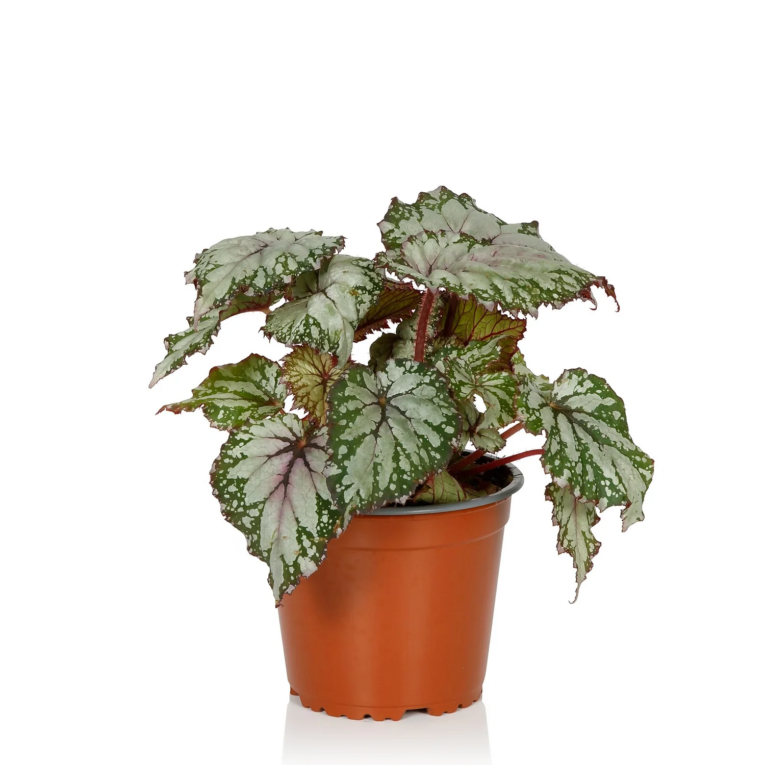 Begonia Beleaf - 13cm - Image 4