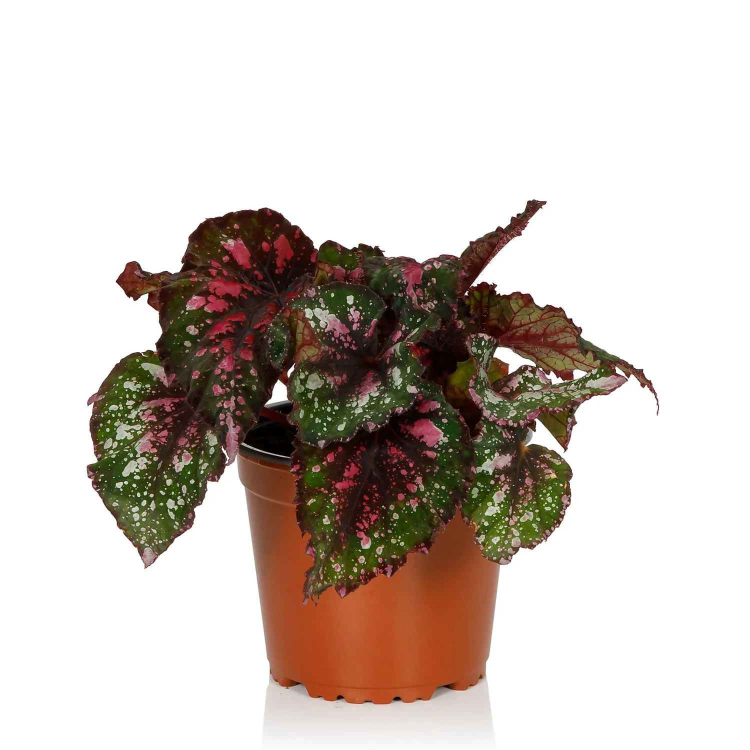 Begonia Beleaf - 13cm - Image 2