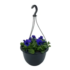 Spring Pansy/Viola Coloured Hang Pot 25cm