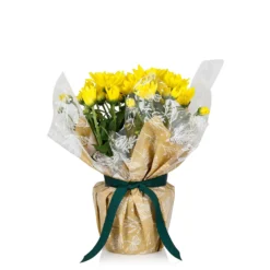 Gift Wrapped Chrysanthemum - 12cm